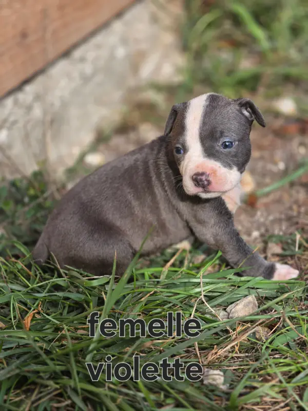 Portée de American Staffordshire terrier, élevage Du Royaume de Tchikos