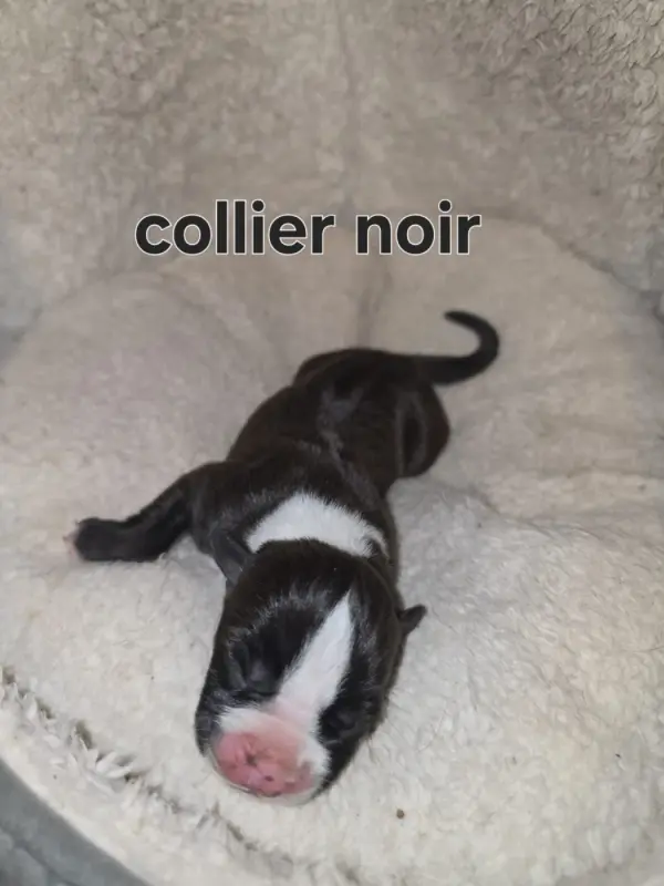B..., American Staffordshire terrier, élevage Du Royaume de Tchikos