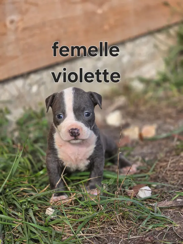 Portée de American Staffordshire terrier, élevage Du Royaume de Tchikos
