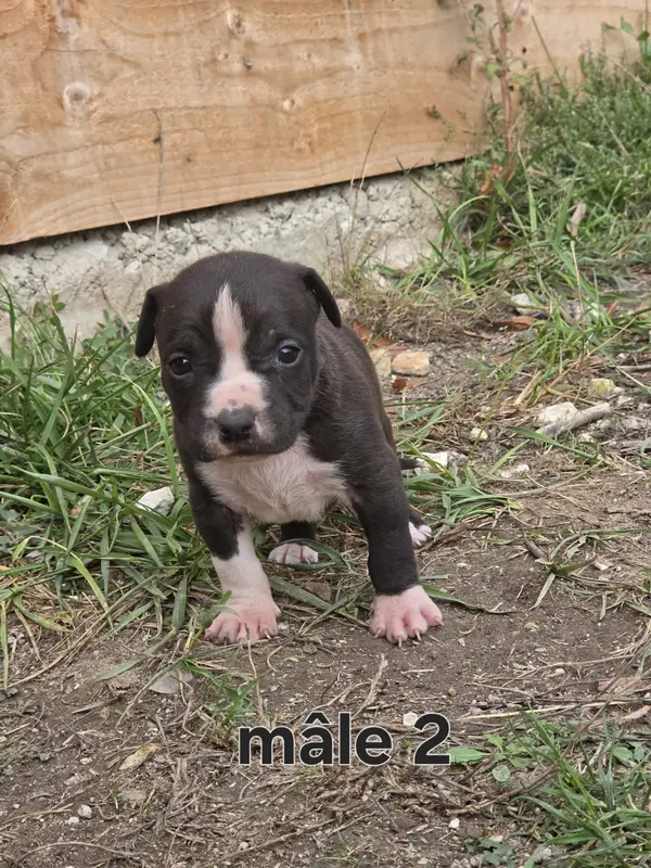 Portée de American Staffordshire terrier, élevage Du Royaume de Tchikos