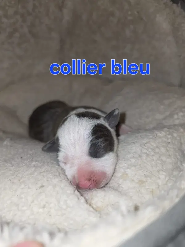 B...., American Staffordshire terrier, élevage Du Royaume de Tchikos