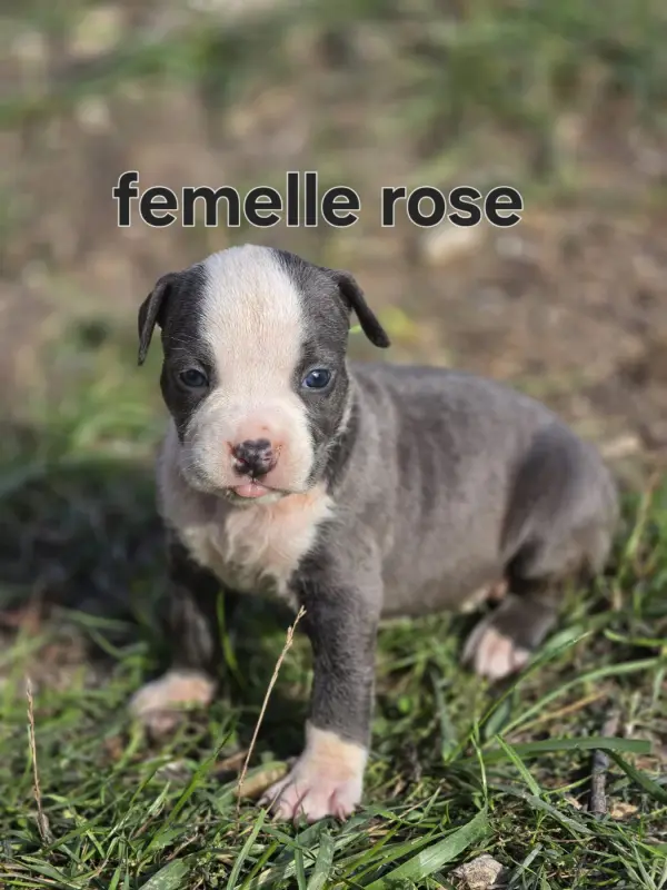 Portée de American Staffordshire terrier, élevage Du Royaume de Tchikos