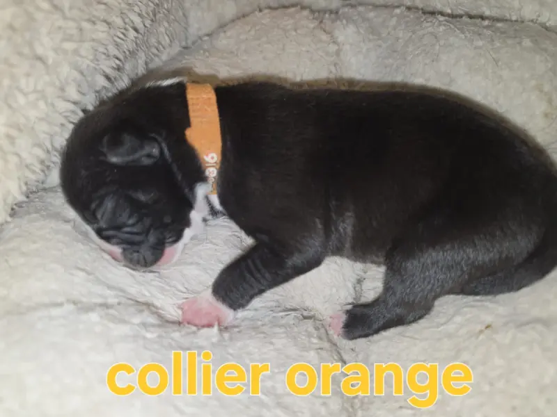B..., American Staffordshire terrier, élevage Du Royaume de Tchikos