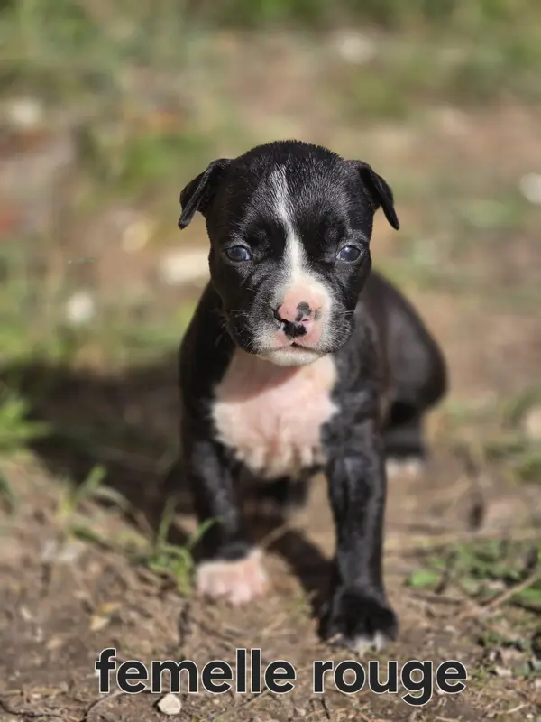 Portée de American Staffordshire terrier, élevage Du Royaume de Tchikos
