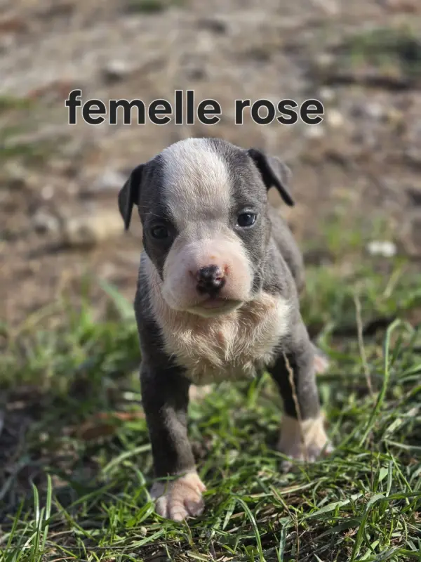 Portée de American Staffordshire terrier, élevage Du Royaume de Tchikos
