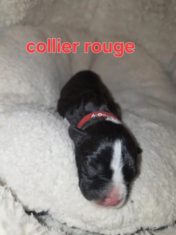 B..., American Staffordshire terrier, élevage Du Royaume de Tchikos