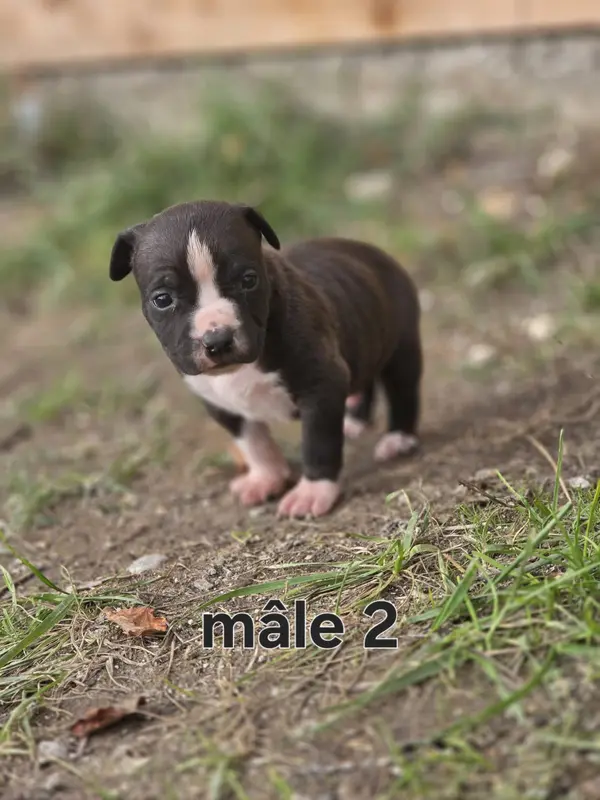 Portée de American Staffordshire terrier, élevage Du Royaume de Tchikos