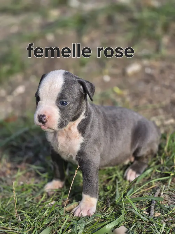 Portée de American Staffordshire terrier, élevage Du Royaume de Tchikos