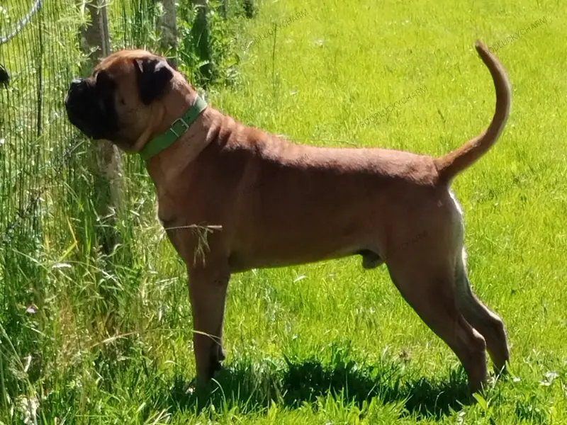 Père de la portée de Bullmastiff, élevage Old Legendary Blood