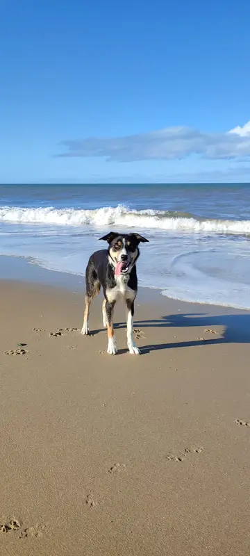 Mère de la portée de Border collie, élevage House of Fever Spirit