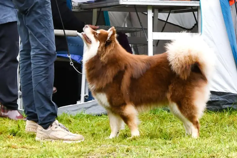 Mère de la portée de Chien finnois de Laponie, élevage Arainstar