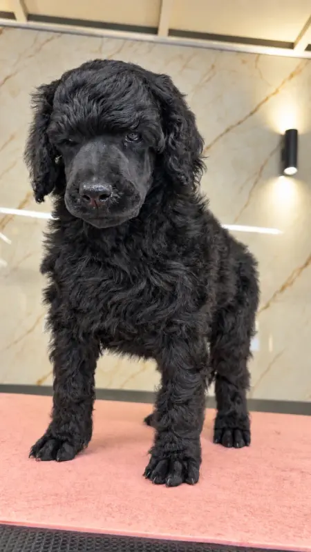 Balboa, Caniche, élevage Spirit of Harmony