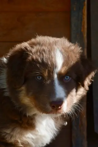 Brownie, Berger australien, élevage O Coeur des Lacs