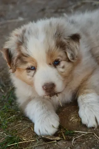 Bilbo, Berger australien, élevage O Coeur des Lacs