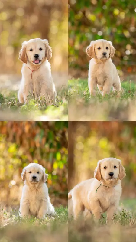 Portée de Golden retriever, élevage Elevage du Monde de Yuna
