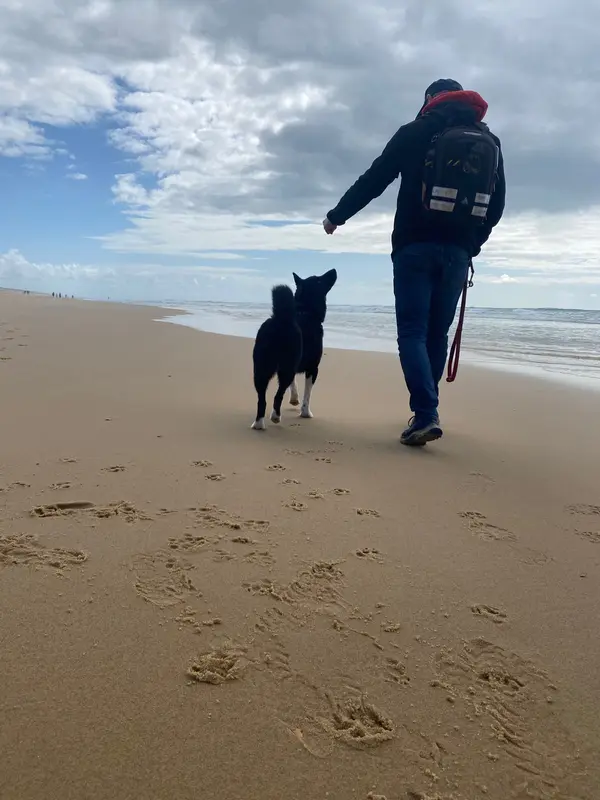 Portée de Chien d'ours de Carélie, élevage Des Hautes Terres d'Aquitaine