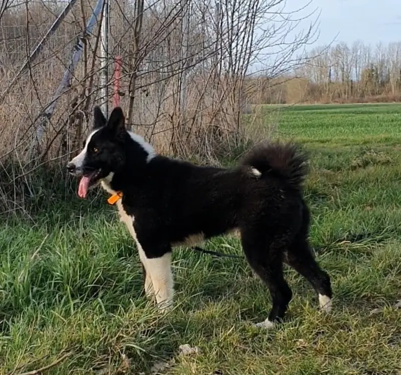 Portée de Chien d'ours de Carélie, élevage Des Hautes Terres d'Aquitaine