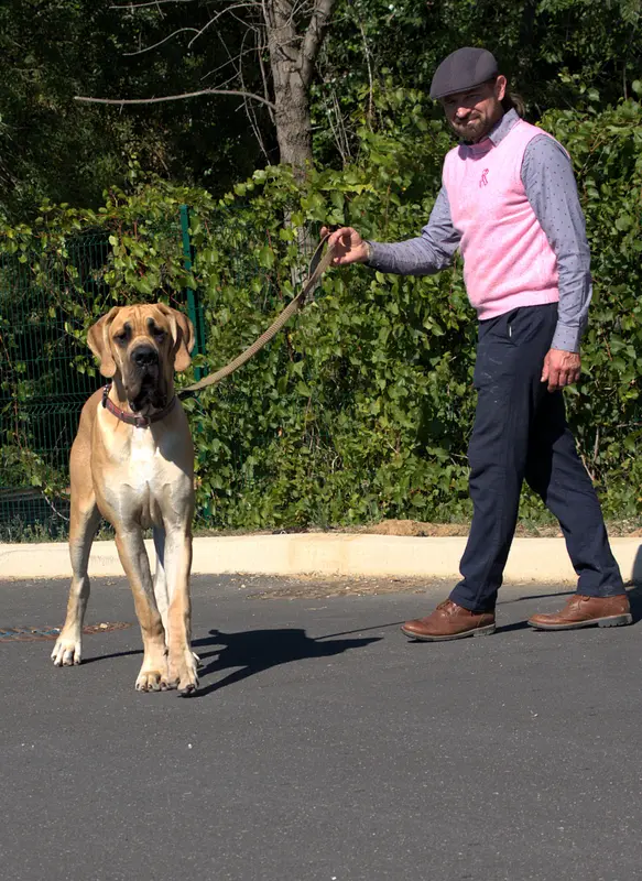Photo de l'élevage Du Temps des Nobles Dogs