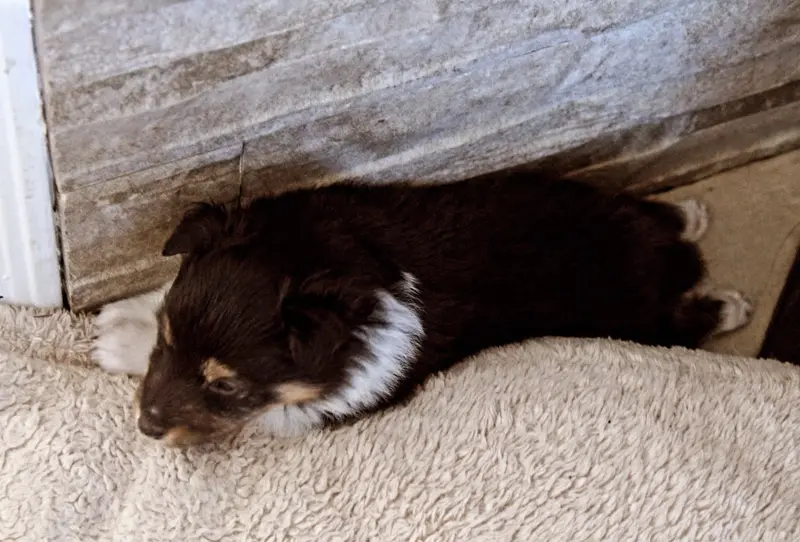 Photo de l'élevage Des Truffes de l'Ouest