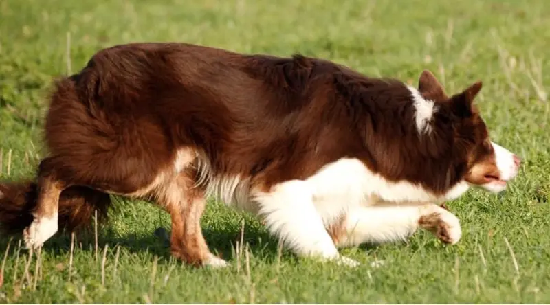 Portée de Border collie, élevage non renseigné