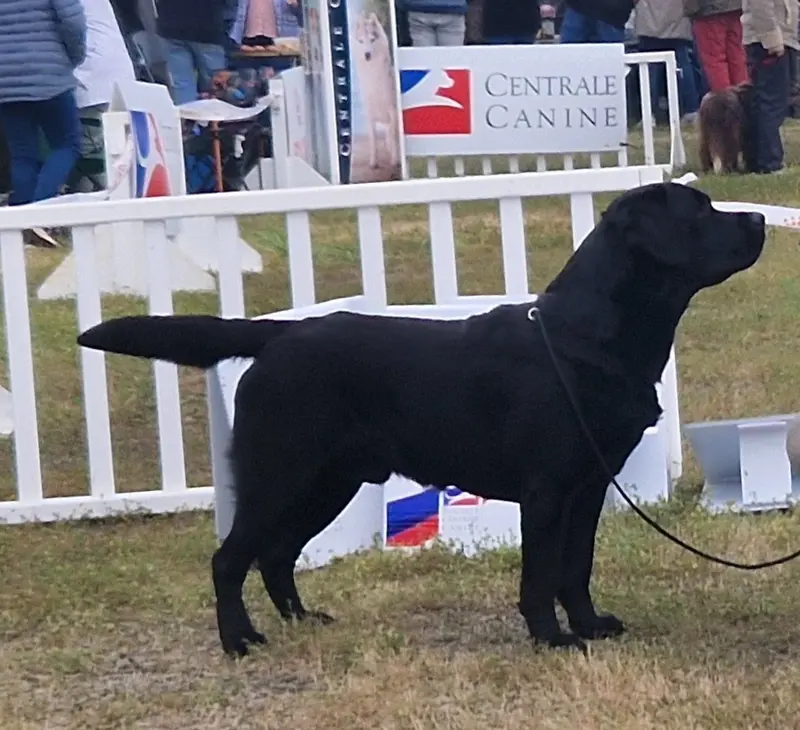 Portée de Labrador retriever, élevage Of Light and Haven on the High Seas