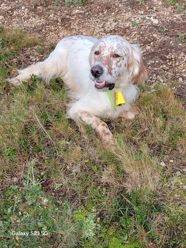 Père de la portée de Setter anglais, élevage non renseigné