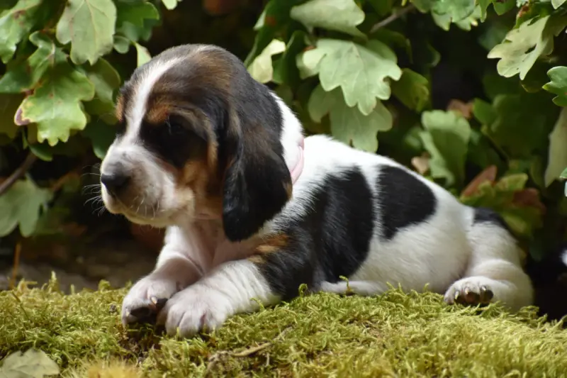 rose pale, Basset hound, élevage De la Melodie du sous Bois
