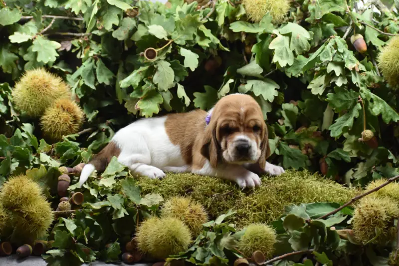 violet, Basset hound, élevage De la Melodie du sous Bois