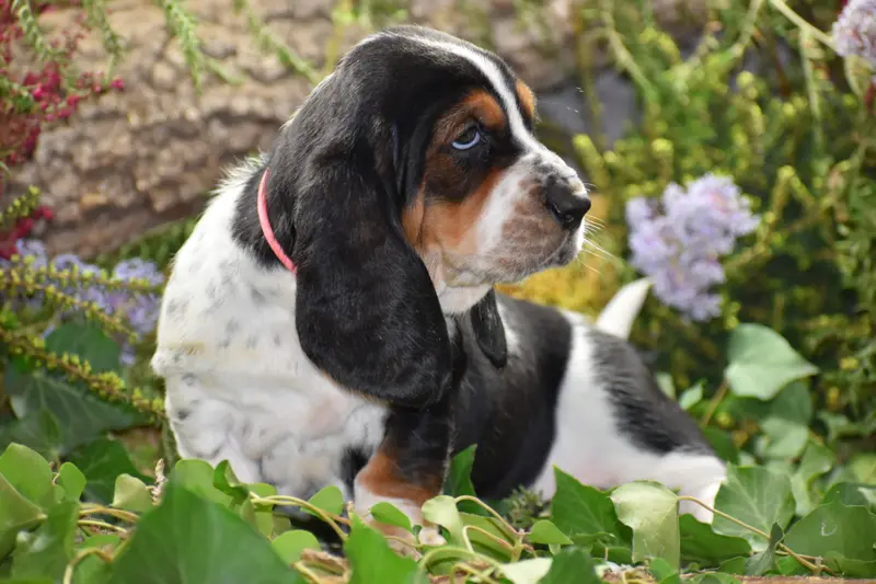 Portée de Basset hound, élevage De la Melodie du sous Bois