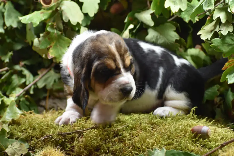 orange, Basset hound, élevage De la Melodie du sous Bois