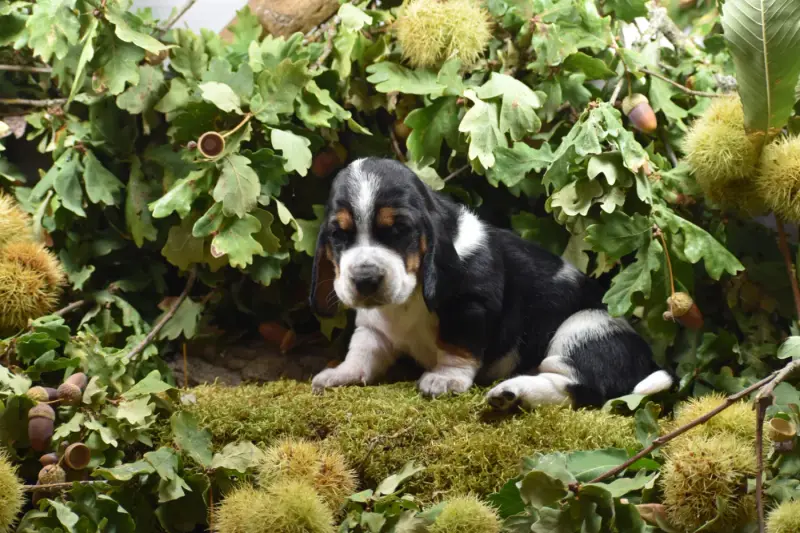 Portée de Basset hound, élevage De la Melodie du sous Bois