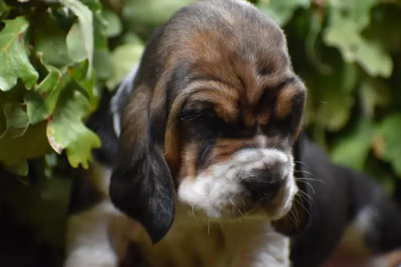 gris, Basset hound, élevage De la Melodie du sous Bois