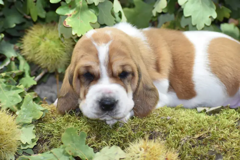 vert foncé, Basset hound, élevage De la Melodie du sous Bois