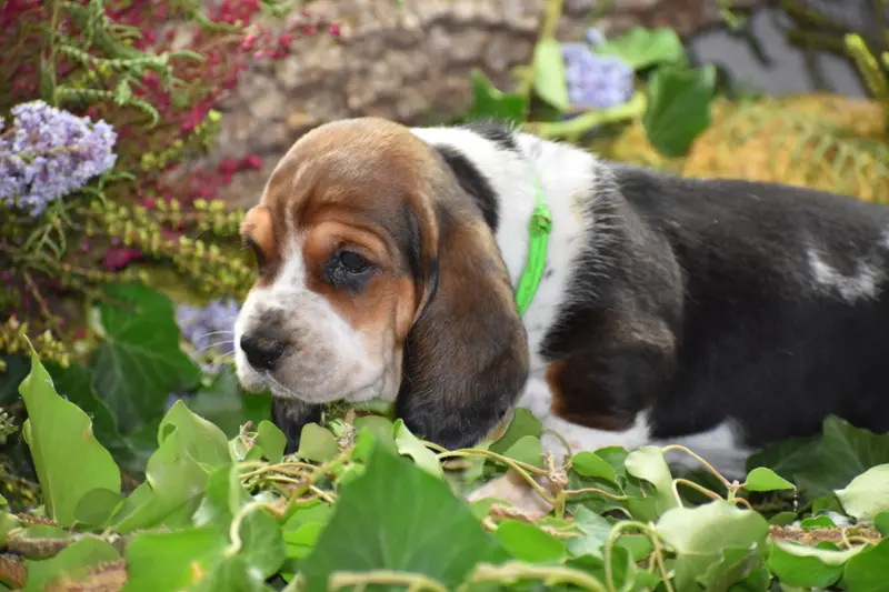 Portée de Basset hound, élevage De la Melodie du sous Bois