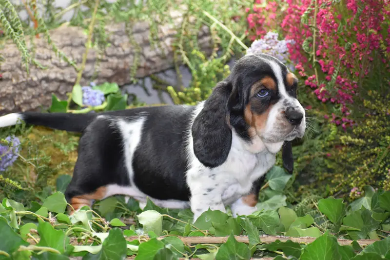 Portée de Basset hound, élevage De la Melodie du sous Bois