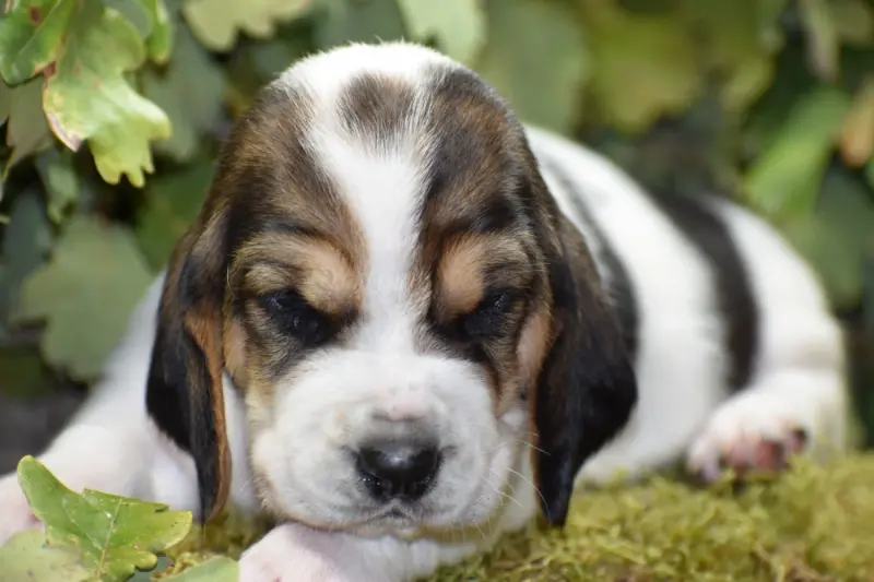 noir, Basset hound, élevage De la Melodie du sous Bois