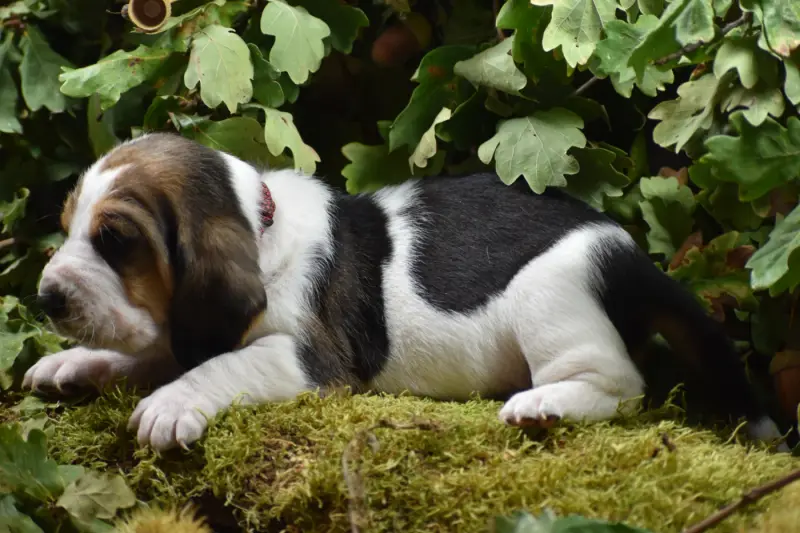 rouge, Basset hound, élevage De la Melodie du sous Bois