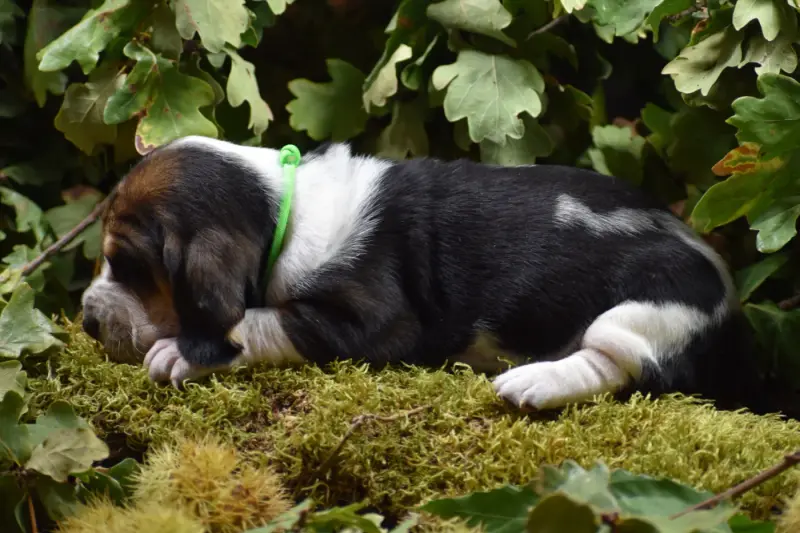 vert fluo, Basset hound, élevage De la Melodie du sous Bois