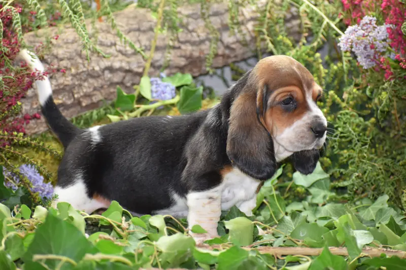 Portée de Basset hound, élevage De la Melodie du sous Bois