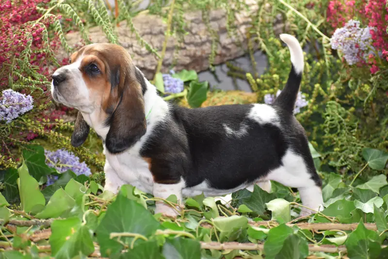 Portée de Basset hound, élevage De la Melodie du sous Bois