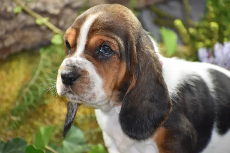 Portée de Basset hound, élevage De la Melodie du sous Bois