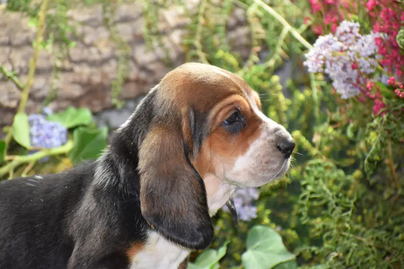 Portée de Basset hound, élevage De la Melodie du sous Bois
