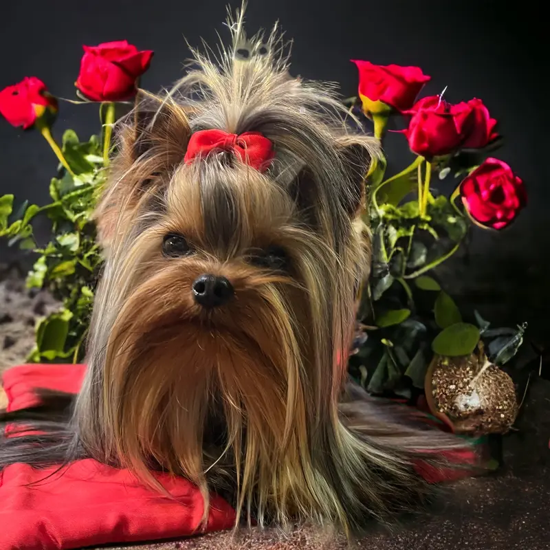Père de la portée de Yorkshire terrier, élevage à La Fouillouse