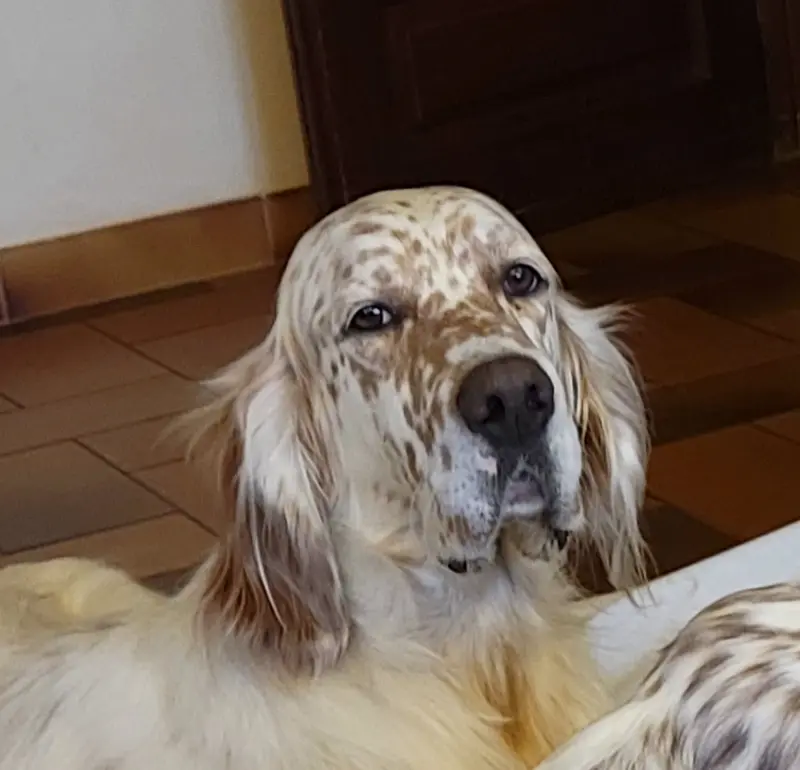 Portée de Setter anglais, élevage non renseigné