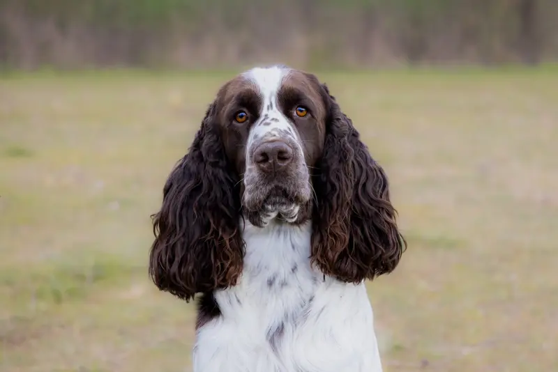 Portée de English springer spaniel, élevage Du Domaine de Canto Laouzeto