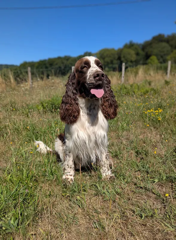 Père de la portée de English springer spaniel, élevage Du Domaine de Canto Laouzeto
