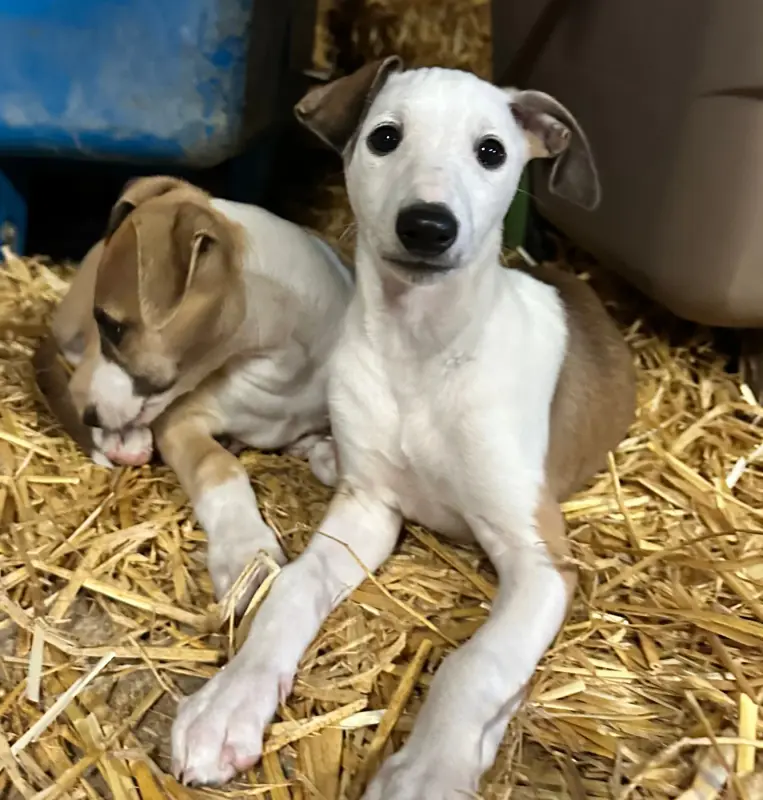 Portée de Whippet, élevage Dress Code