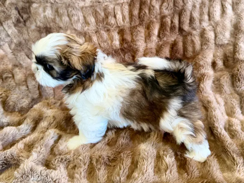 Portée de Shih tzu, élevage Du Royaume des Lust'Yk