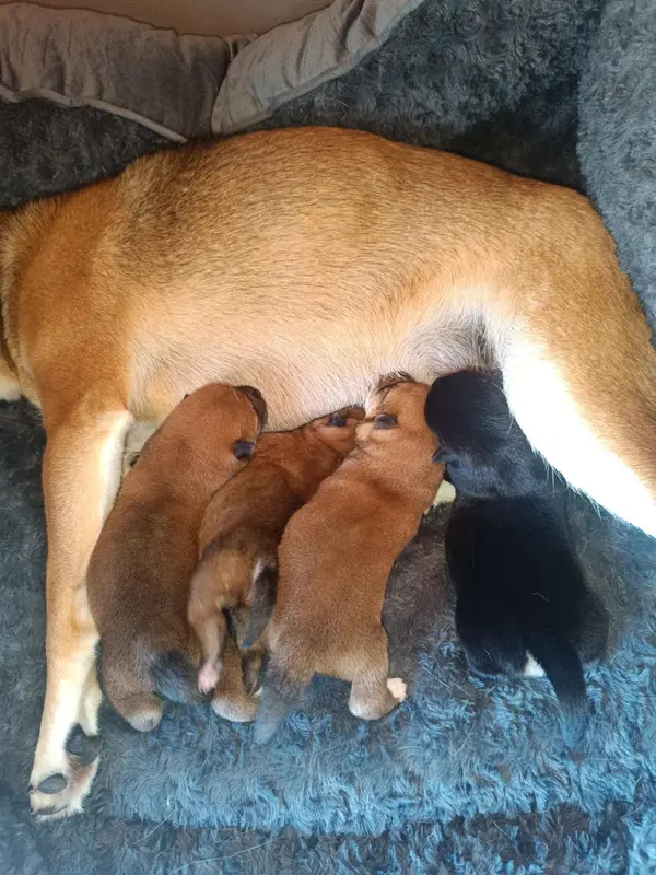 Portée de Shiba inu, élevage à Lussas