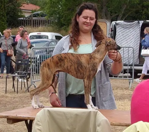 Père de la portée de Whippet, élevage à Bessé-sur-Braye